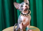 Melissa - Sphynx Kitten For Sale - Miami&comma; FL&comma; US