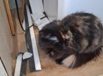Smokie - American Longhair Cat For Sale - IA&comma; US