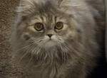 Blue and Pink Cattery - Persian Cat For Sale - River Falls&comma; WI&comma; US