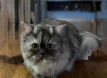 Putting - Persian Cat For Sale - Holmes&comma; PA&comma; US