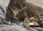 Ariel - American Shorthair Cat For Adoption - Mc Kinney&comma; TX&comma; US