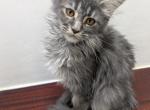Maine Coon Female - Maine Coon Kitten For Sale - West Lafayette&comma; OH&comma; US