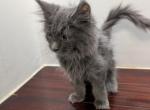Blue Smoke Male Yellow Collar - Maine Coon Kitten For Sale - West Lafayette&comma; OH&comma; US
