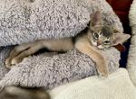 Sweet Love bug - Abyssinian Kitten For Sale - 
