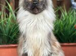 Maestro - Maine Coon Kitten For Sale - Myrtle Beach&comma; SC&comma; US