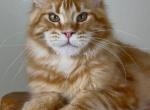 Male V94 - Maine Coon Kitten For Sale - Myrtle Beach&comma; SC&comma; US