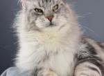 Male V95 - Maine Coon Kitten For Sale - Myrtle Beach&comma; SC&comma; US