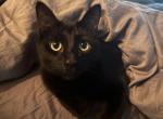 Jinx - Domestic Cat For Adoption - Dickinson&comma; TX&comma; US