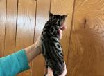 Milo - Bengal Kitten For Sale - Vandalia&comma; OH&comma; US
