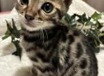Kylie - Bengal Kitten For Sale - Vandalia&comma; OH&comma; US