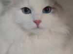 The BEST - Siberian Kitten For Sale - New York&comma; NY&comma; US