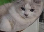Sasha - Siberian Kitten For Sale - New York&comma; NY&comma; US