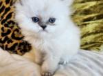 Emerald - Persian Kitten For Sale - Dallas&comma; TX&comma; US