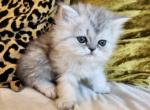 Ming Ming - Persian Kitten For Sale - Dallas&comma; TX&comma; US