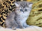Truffles - Persian Kitten For Sale - Dallas&comma; TX&comma; US