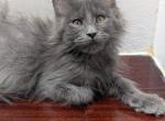 Blue Smoke Female - Maine Coon Kitten For Sale - West Lafayette&comma; OH&comma; US