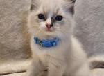 Light blue collar boy - Ragdoll Kitten For Sale - 