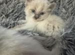Nomad - Balinese Kitten For Sale - Plainfield&comma; IN&comma; US