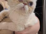 Caesar - Exotic Kitten For Sale - Gurnee&comma; IL&comma; US
