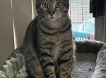 Tiger - Domestic Kitten For Adoption - San Antonio&comma; TX&comma; US