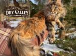 Polydactyl tortoise shell female syrax - Maine Coon Kitten For Sale - Cookeville&comma; TN&comma; US