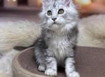 Hermes - Maine Coon Kitten For Sale - Pembroke Pines&comma; FL&comma; US