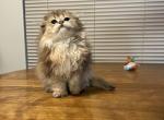 Rosemary - Scottish Fold Kitten For Sale - Puyallup&comma; WA&comma; US