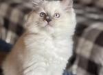 Ready for pick up - Ragdoll Kitten For Sale - Front Royal&comma; VA&comma; US