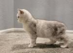 Max's - Scottish Straight Kitten For Sale - Commerce City&comma; CO&comma; US