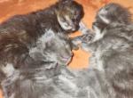 Leona's Batch - Maine Coon Kitten For Sale - MA&comma; US
