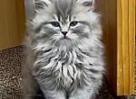 Gray Lion - Scottish Straight Kitten For Sale - 