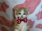 Jingle - Exotic Kitten For Sale - Myakka City&comma; FL&comma; US