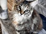 Endora - Maine Coon Kitten For Sale - Hemet&comma; CA&comma; US