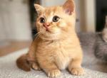 Leo - Munchkin Kitten For Sale - 