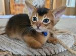 Christmas eve babies - Abyssinian Kitten For Sale - Hutchinson&comma; KS&comma; US