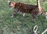 Lilly clouded Bengal - Bengal Cat For Sale/Retired Breeding - St&period; Louis&comma; MO&comma; US