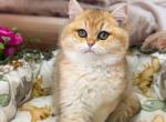 Goldie - British Shorthair Kitten For Sale - Glendale&comma; CA&comma; US