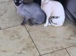 Boy and girl Sphynx - Sphynx Cat For Sale - San Antonio&comma; TX&comma; US