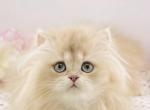 Casper - British Shorthair Kitten For Sale - Atlanta&comma; GA&comma; US