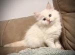 Siberian kitten litter - Siberian Kitten For Sale - Plano&comma; TX&comma; US