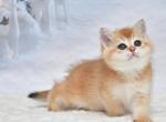 Viki - British Shorthair Kitten For Sale - Los Angeles&comma; CA&comma; US