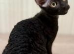 Merelyn - Cornish Rex Kitten For Sale