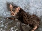 F6 Brazen's Male Kitten - Savannah Kitten For Sale - CA&comma; US