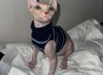 Prince Sphynx Male 3 months - Sphynx Kitten For Sale - Houston&comma; TX&comma; US