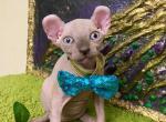 Albert - Bambino Kitten For Sale - Norwalk&comma; CT&comma; US