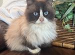 Marco - Ragdoll Cat For Sale - Knoxville&comma; IA&comma; US
