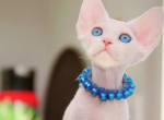 Pikashu - Devon Rex Kitten For Sale - Norwalk&comma; CT&comma; US