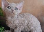 Yasia - Devon Rex Kitten For Sale - Norwalk&comma; CT&comma; US