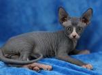 Blue Bicolor Boy - Sphynx Kitten For Sale - Boyertown&comma; PA&comma; US