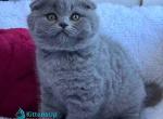 Nice - Scottish Fold Kitten For Sale - Hollywood&comma; FL&comma; US